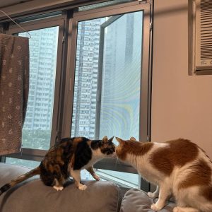 DF創意家居-回捲式貓窗-cat-nets-for-windows-9