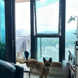 window-grilles-for-private-housing-1