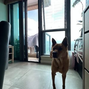 window-grilles-for-windows-1